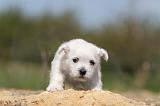 WESTIE 114